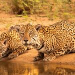 1-revista-oncas-credito-edu-fragoso-divulgacao