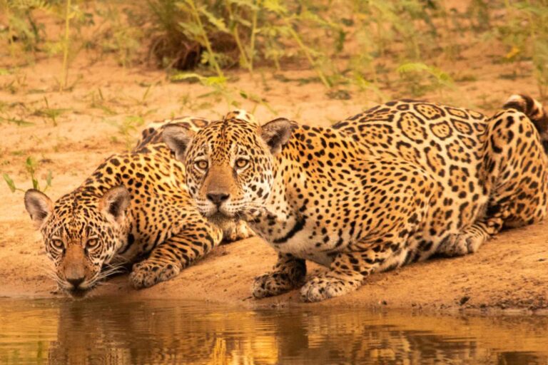 1-revista-oncas-credito-edu-fragoso-divulgacao