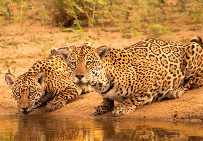 1-revista-oncas-credito-edu-fragoso-divulgacao