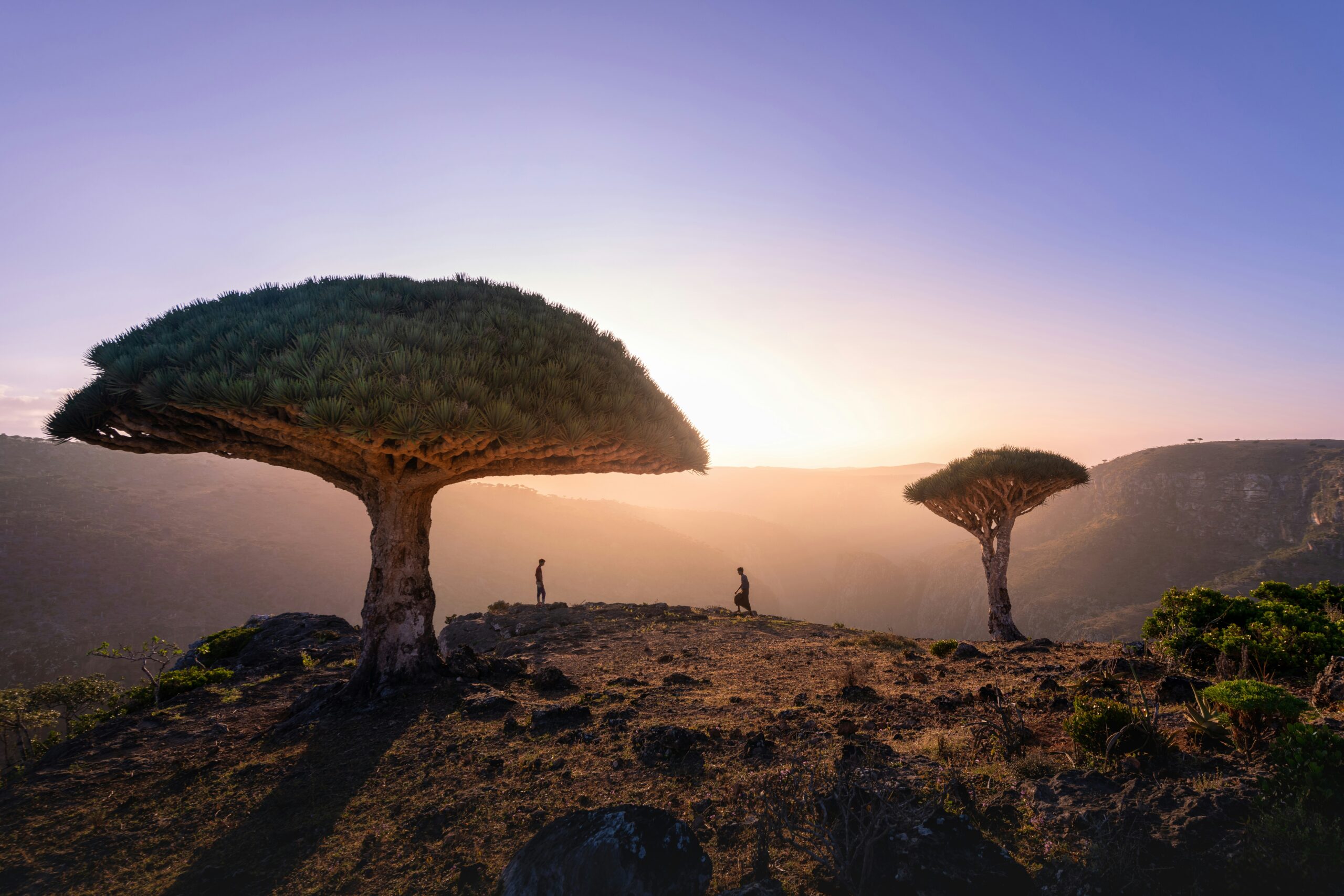 Socotra, a ilha mais “alienígena” da Terra, abriga espécies raras que não existem em nenhum outro lugar do planeta