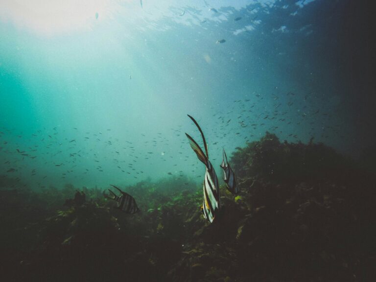 Supostas ruínas submersas em Cabo Frio intrigam mergulhadores e pesquisadores